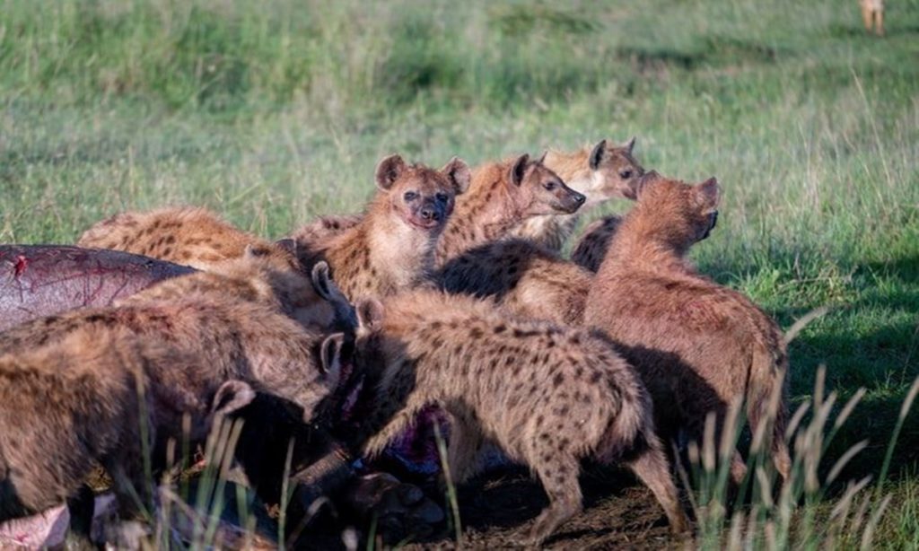 5 Fakta tentang Hyena, Predator yang Licik dan Buas