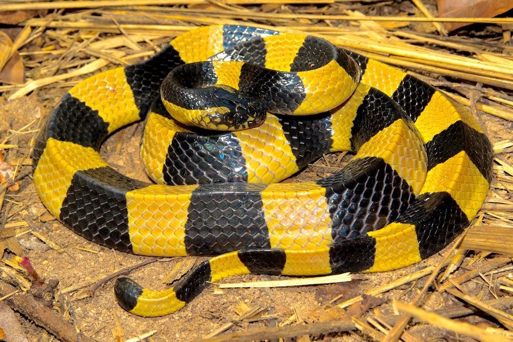 7 jenis ular yang