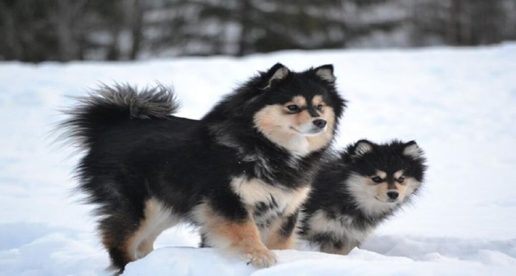 5 Spesies Anjing yang Hidup di Wilayah Salju