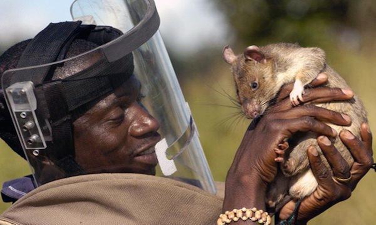 Гамбийская сумчатая крыса