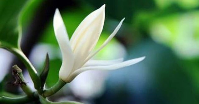 Bunga Kantil, Untuk Kesehatan Tubuh.