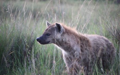 5 Fakta tentang Hyena, Predator yang Licik dan Buas