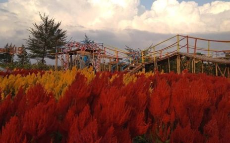 Taman Bunga Celosia Warna Ala Eropa