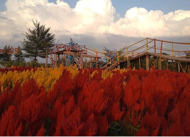 Taman Bunga Celosia Warna Ala Eropa