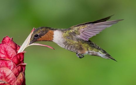 6 Burung Ini Mampu Terbang Ratusan Kilometer dalam Sehari