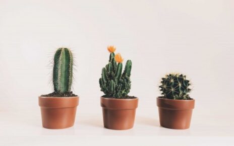 5 Manfaat Hebat Konsumsi Kaktus bagi Kesehatan