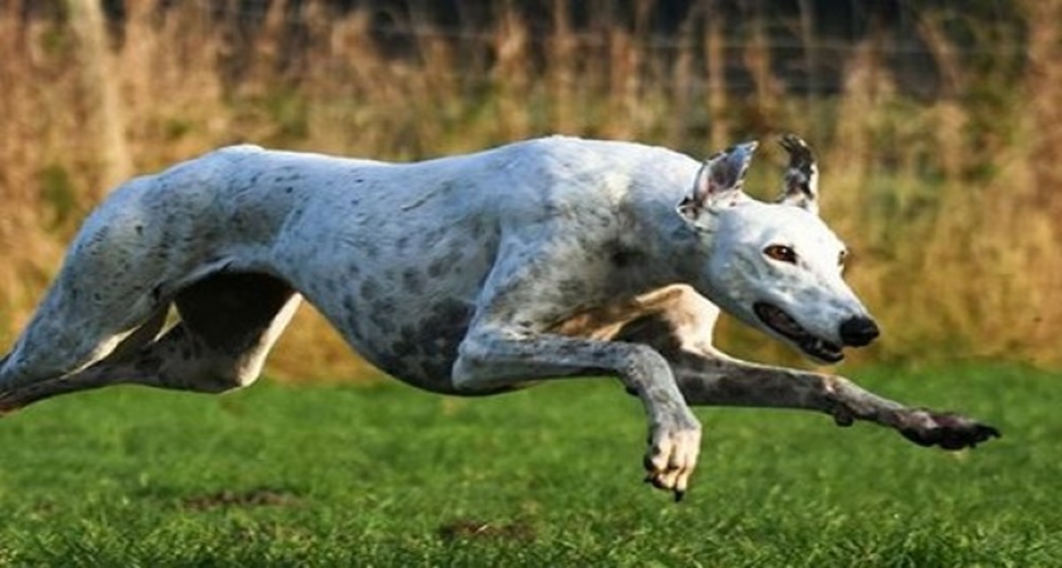 5 Spesies Anjing Tercepat di Dunia, Pergerakan Lincah!