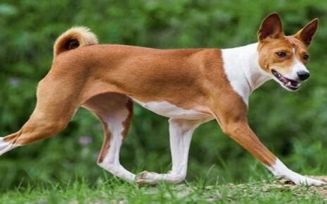 Inilah 5 Spesies Anjing yang Berasal dari Benua Afrika