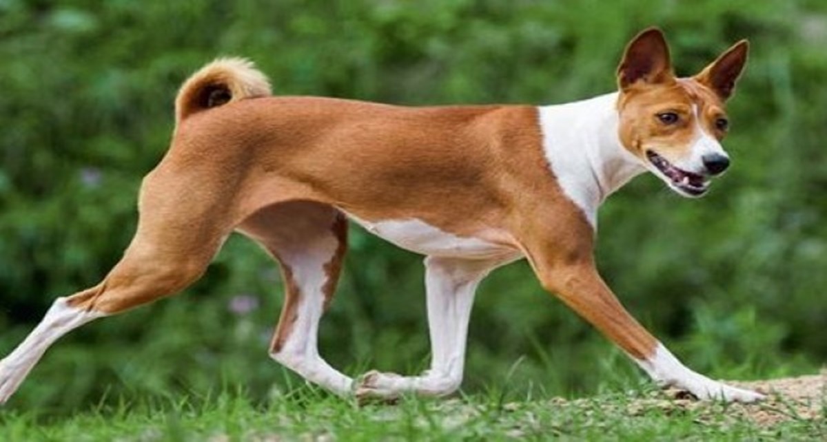 Inilah 5 Spesies Anjing yang Berasal dari Benua Afrika