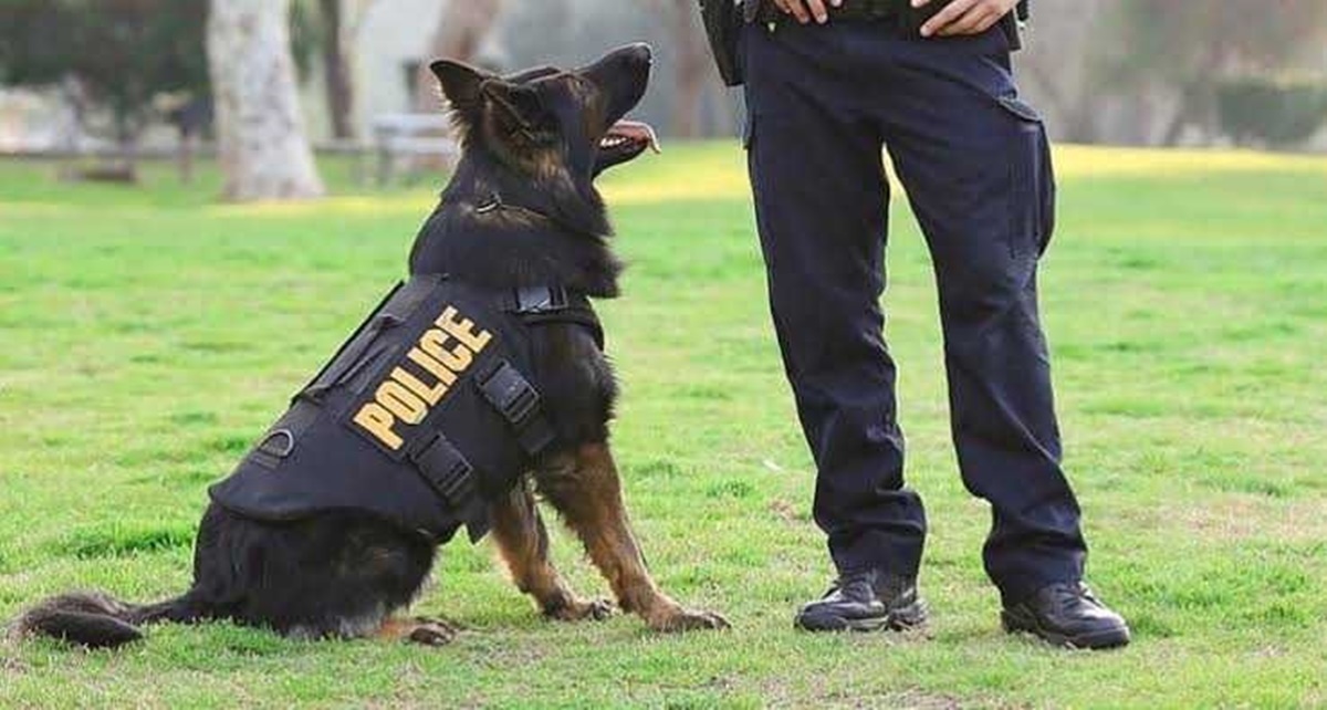 5 Fakta Menarik tentang Anjing Pelacak Polisi