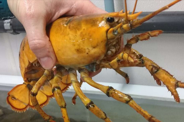 Nelayan di Teluk Maine Temukan Lobster Langka Berwarna Kuning