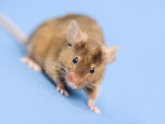 7 Cara Mengusir Tikus