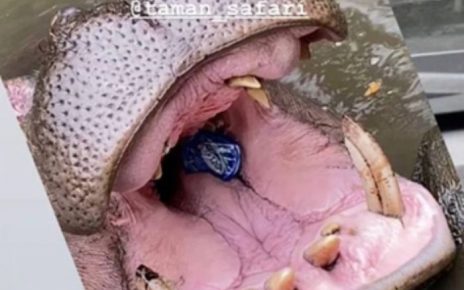 3 Fakta Baru Pelaku Pelempar Botol Plastik ke Mulut Kuda Nil
