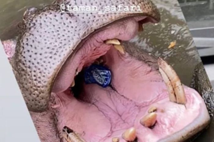 3 Fakta Baru Pelaku Pelempar Botol Plastik ke Mulut Kuda Nil