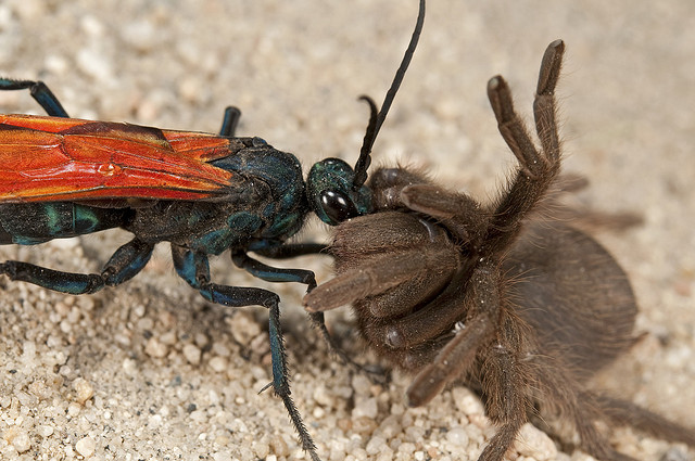 7 Serangga dengan Sengatan Paling Mematikan di Dunia