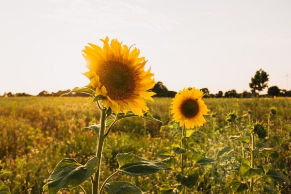 5 Cara Menanam dan Merawat Bunga Matahari Agar Tumbuh Sempurna