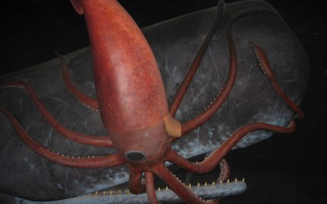 15 Potret Spesies Hewan Laut di Kedalaman Ekstrem