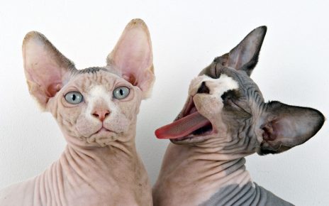 7 Ras Kucing Kontroversial, Diciptakan dari Mutasi yang Kejam