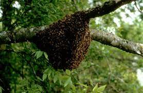 File:Sarang lebah madu.jpg - Wikimedia Commons
