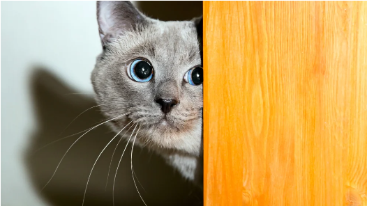 Mengenal Ailurophobia, Rasa Takut Berlebihan pada Kucing
